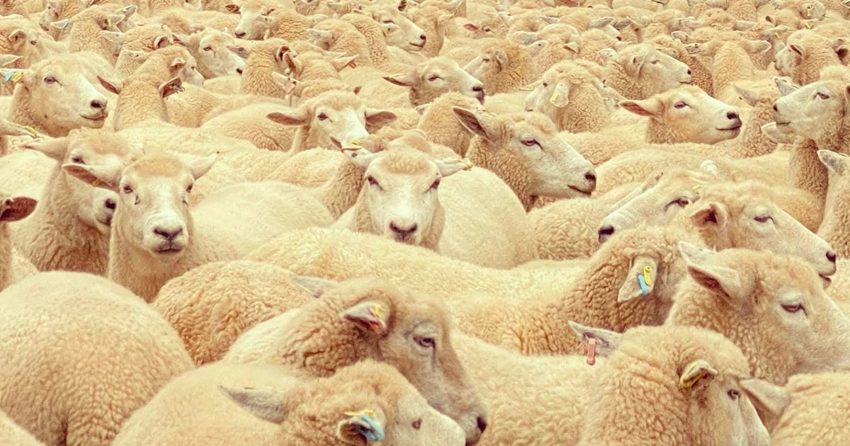 2000 New Zealand Romney Breeding Ewes | SellMyLivestock - The Online ...