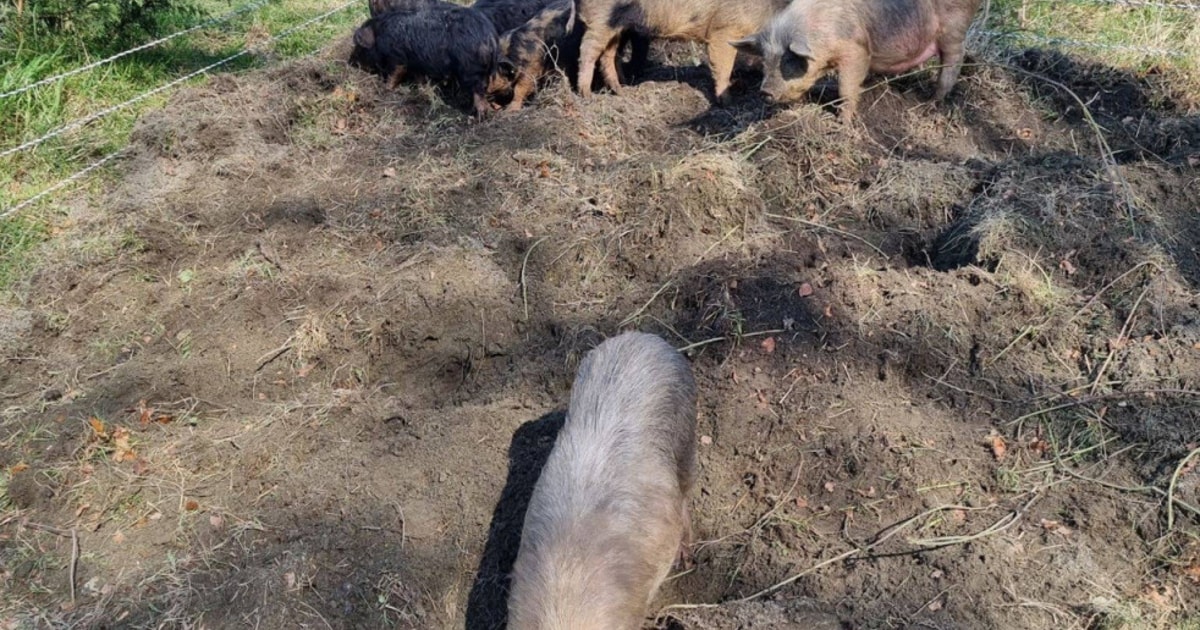 10 Large White Growing Barrows, Gilts, Sows, Weaners, Boars ...