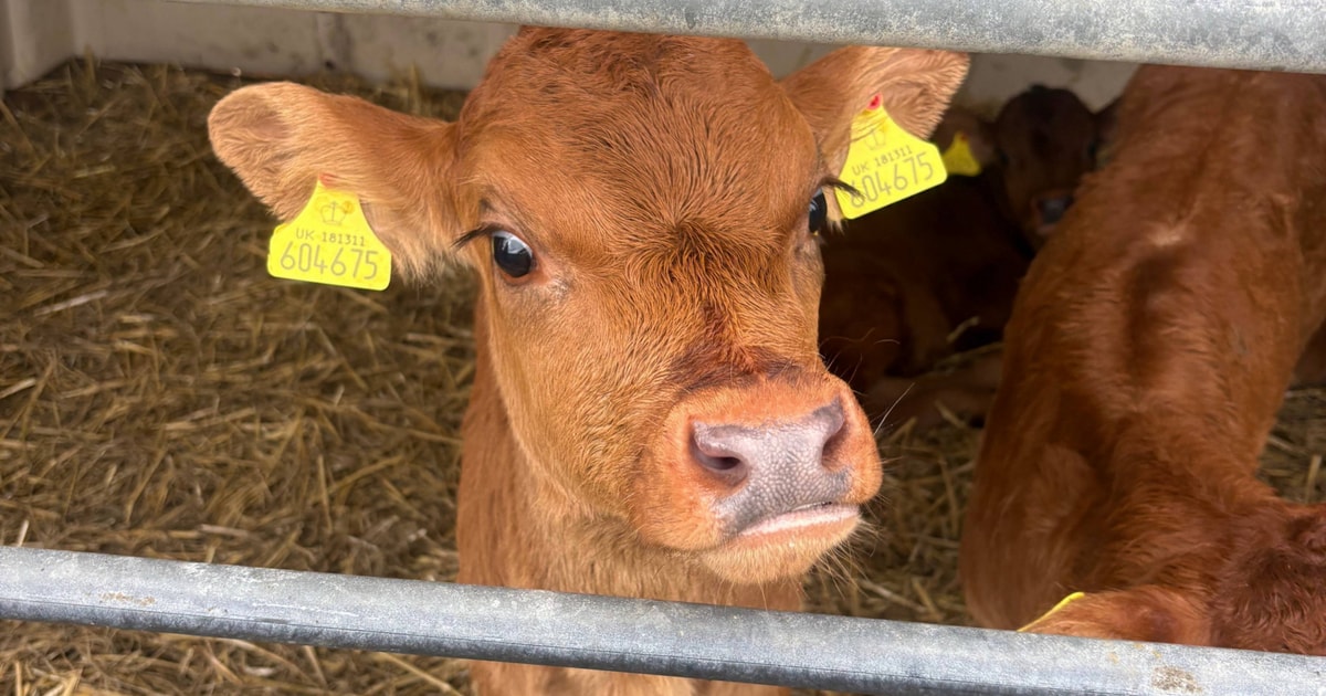 10 Aberdeen Angus Cross Calves | SellMyLivestock - The Online Livestock ...