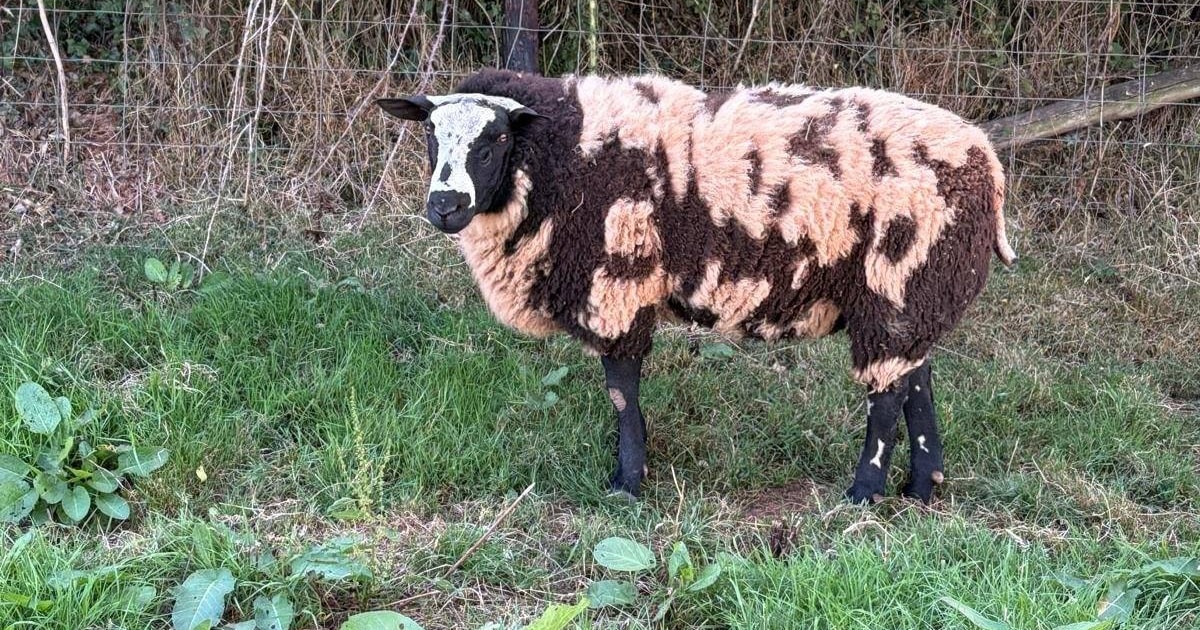 2 Pedigree Dutch Spotted Breeding Rams | SellMyLivestock - The Online ...