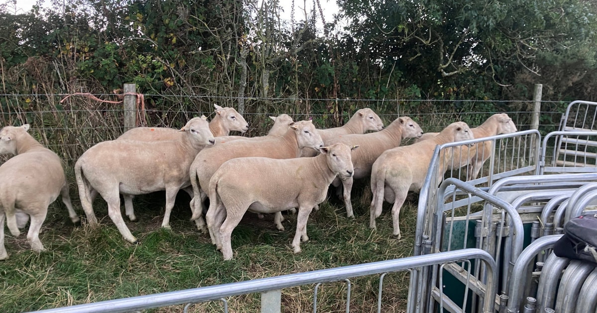 12 Organic Easycare Breeding Rams | SellMyLivestock - The Online ...