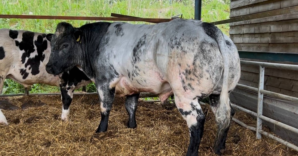 1 Pedigree British Blue Breeding Bull | SellMyLivestock - The Online ...