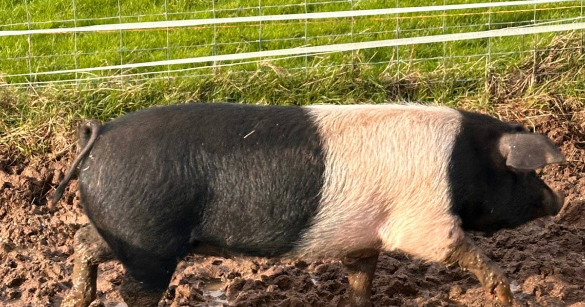 10 Saddleback Growing Gilts, Boars, Weaners | SellMyLivestock - The ...
