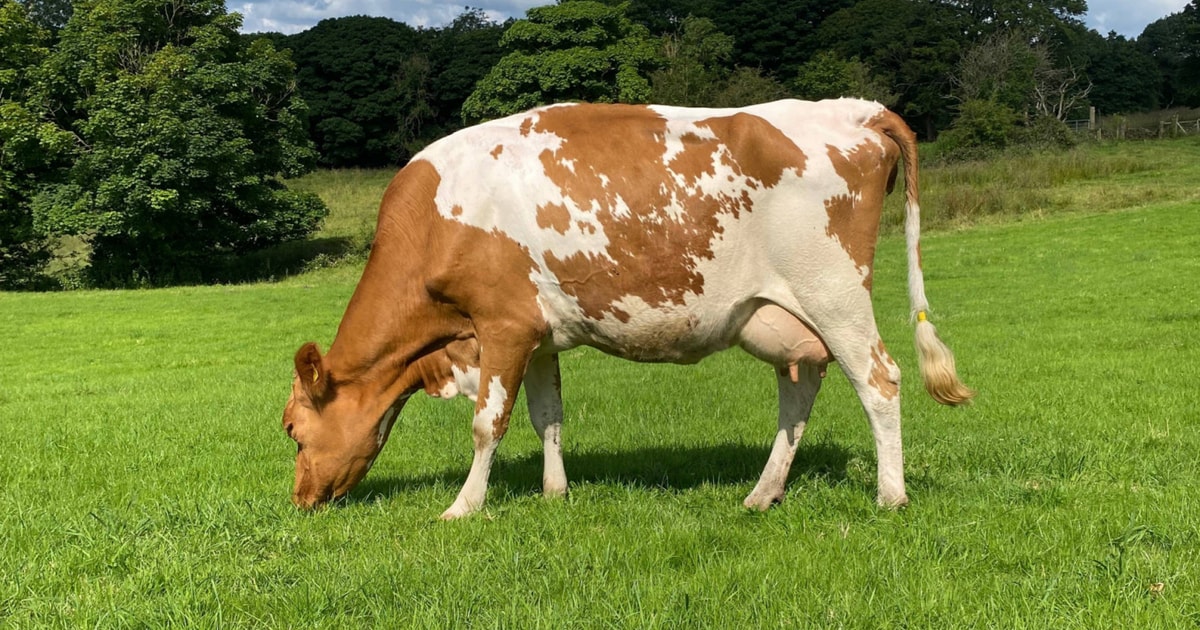 5 Pedigree Guernsey Dairy, Breeding Cows | SellMyLivestock - The Online ...