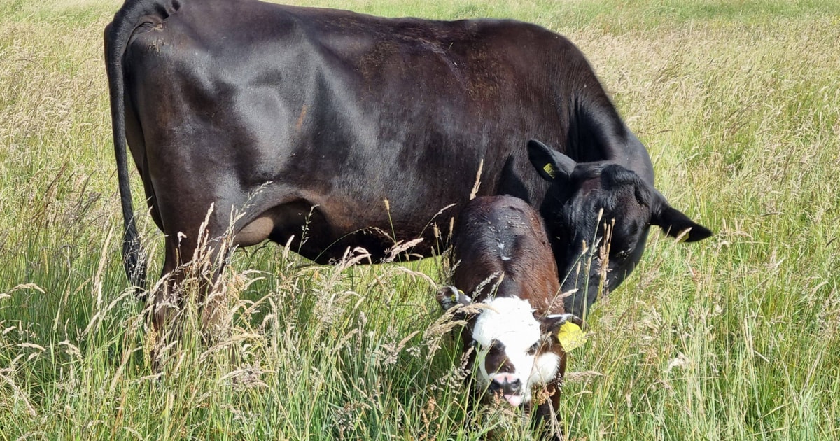 20 Aberdeen Angus Cross Breeding Cows, Calves with Calves at Foot ...