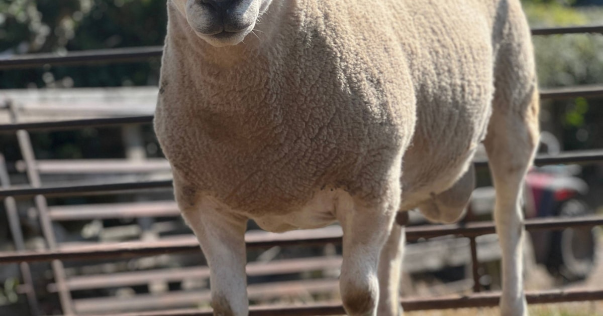5 Lleyn Breeding Rams | SellMyLivestock - The Online Livestock Marketplace