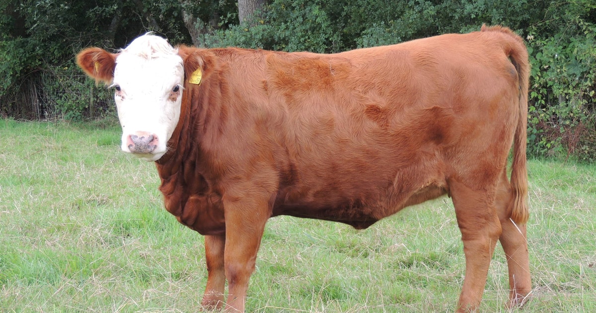 3 Miniature Hereford Cross In-Calf Breeding Heifers | SellMyLivestock ...