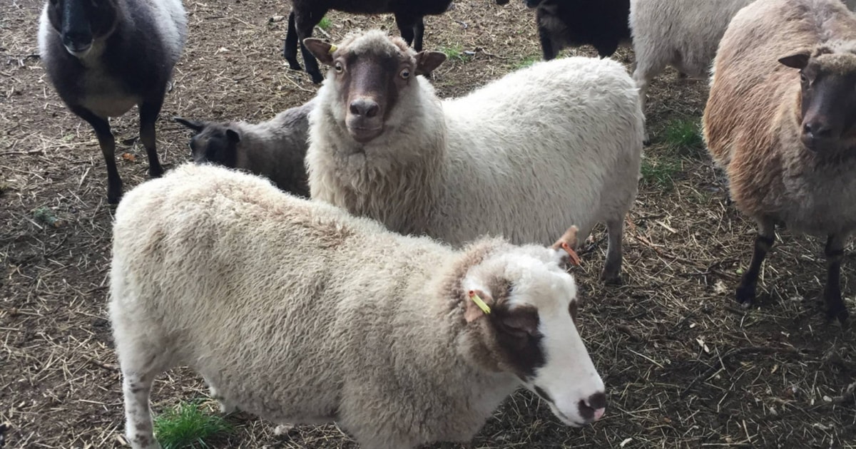 40 Icelandic Cross Breeding Ewes, Lambs, Shearlings | SellMyLivestock ...