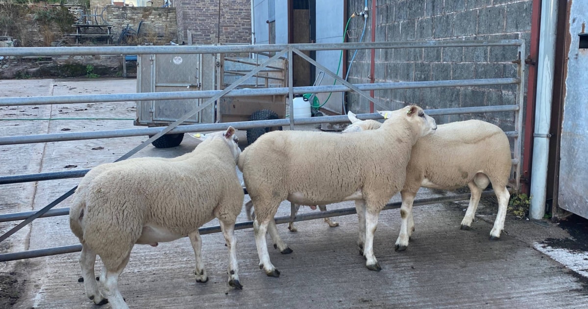 2 Texel Breeding Rams, Shearlings | SellMyLivestock - The Online ...