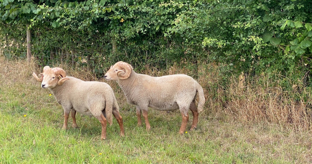 2 Pedigree Portland Breeding Rams | SellMyLivestock - The Online ...