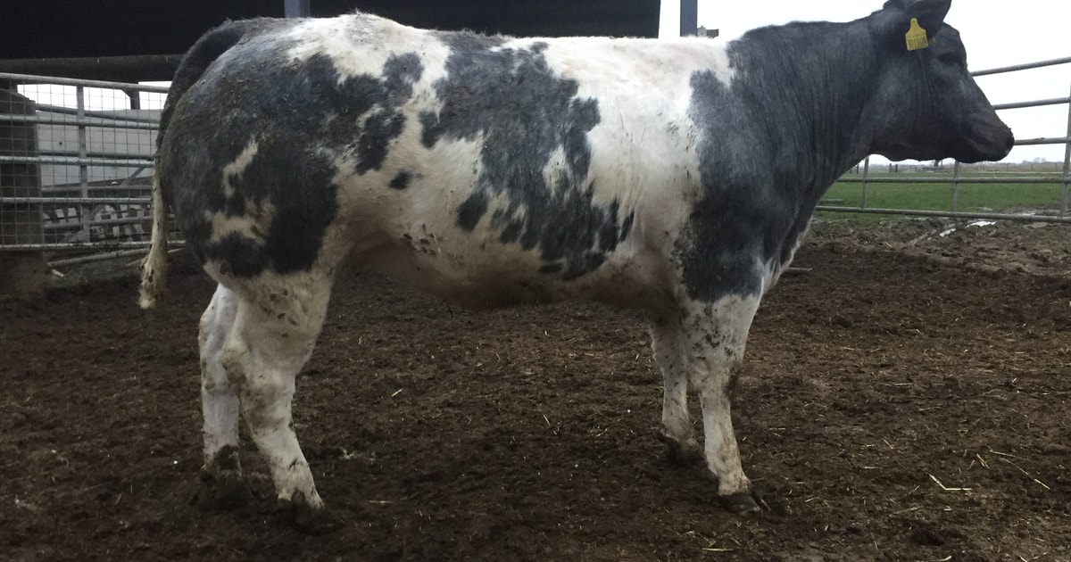 1 British Blue Breeding Heifer | SellMyLivestock - The Online Livestock ...