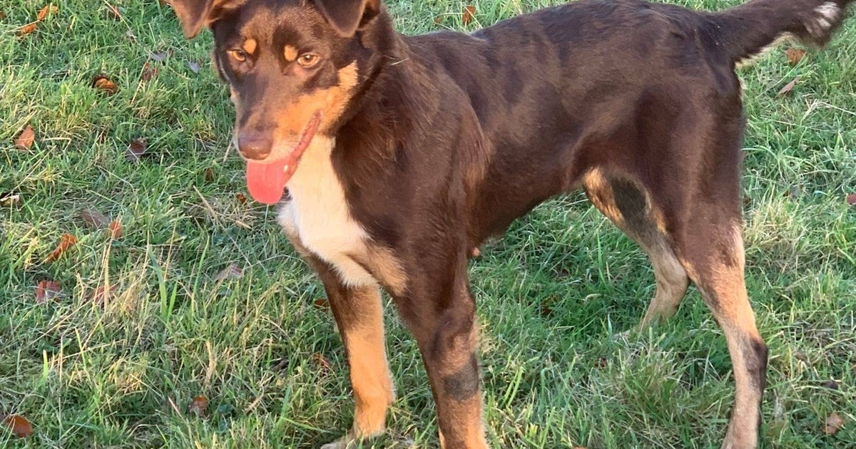 1 Border Collie x Huntaway (Female) | SellMyLivestock - The Online ...