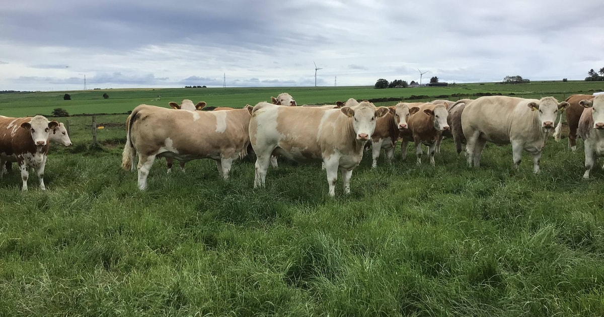32 Simmental Cross In-Calf Breeding Heifers | SellMyLivestock - The ...