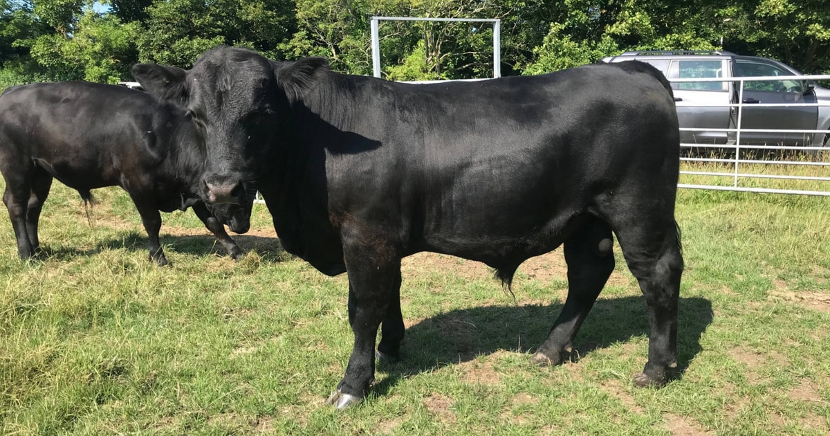 6 Pedigree Aberdeen Angus Breeding Bulls | SellMyLivestock - The Online ...