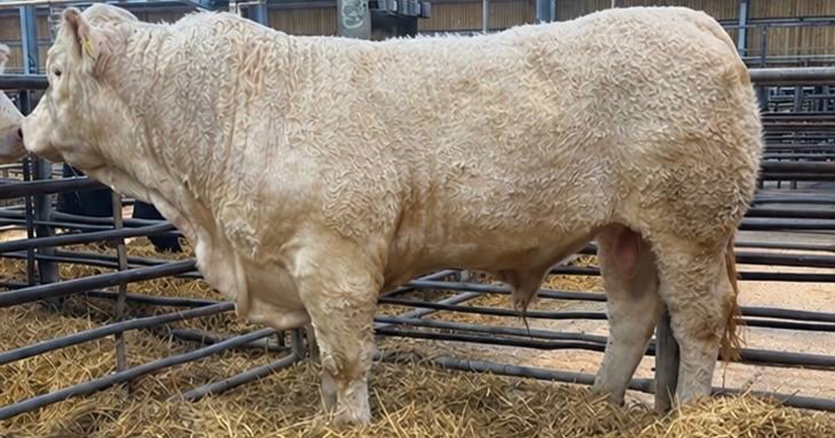 1 Pedigree Charolais Breeding Bull | SellMyLivestock - The Online ...