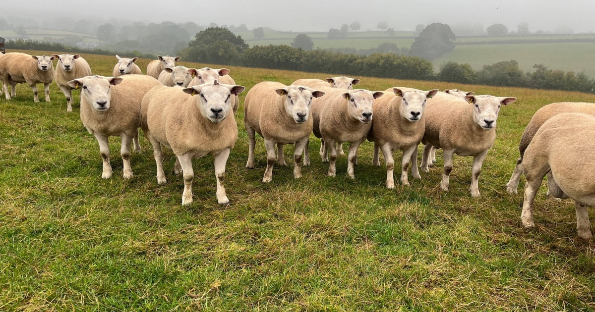 20 Texel Breeding Rams | SellMyLivestock - The Online Livestock Marketplace