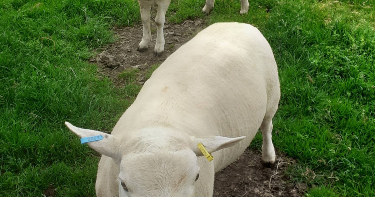 2 Pedigree Lleyn Breeding Rams, Shearlings | SellMyLivestock - The ...