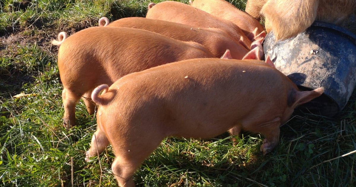 6 Tamworth Growing Boars | SellMyLivestock - The Online Livestock ...