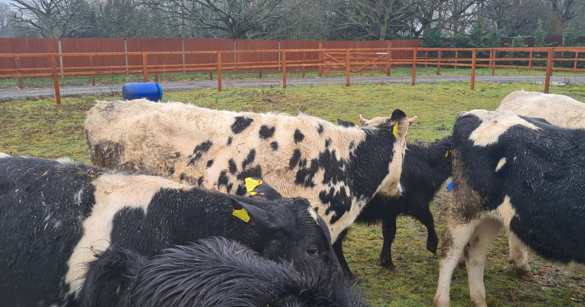 3 British Friesian, Holstein Friesian Store Heifers | SellMyLivestock ...