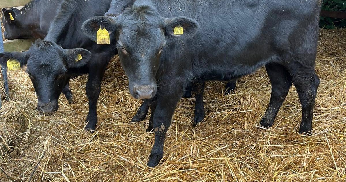 6 Aberdeen Angus Calves | SellMyLivestock - The Online Livestock ...