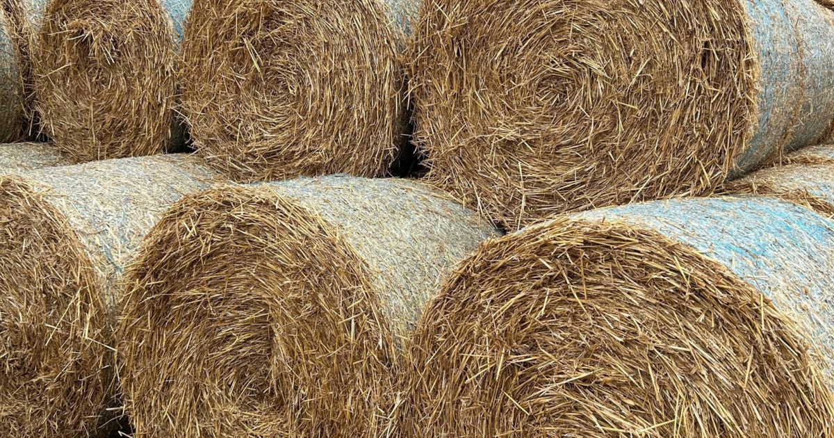 300 Bales Baled Straw (Wheat) | SellMyLivestock - The Online Livestock ...