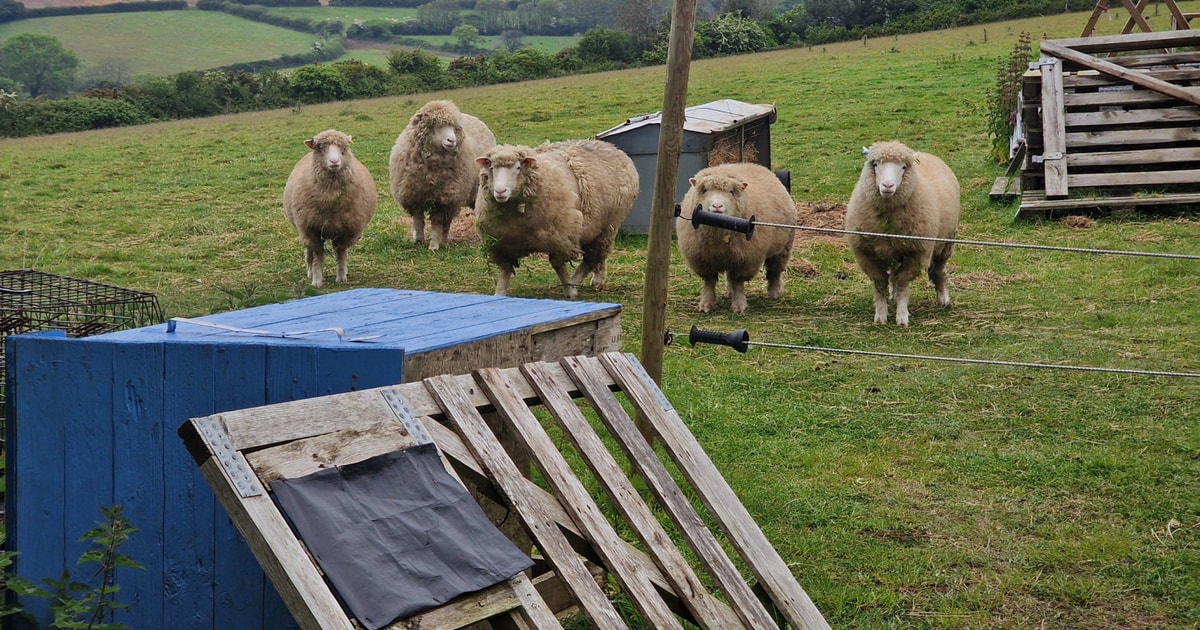 14 Dorset Horn & Poll Dorset Breeding Ewes, Rams, Lambs, Shearlings ...