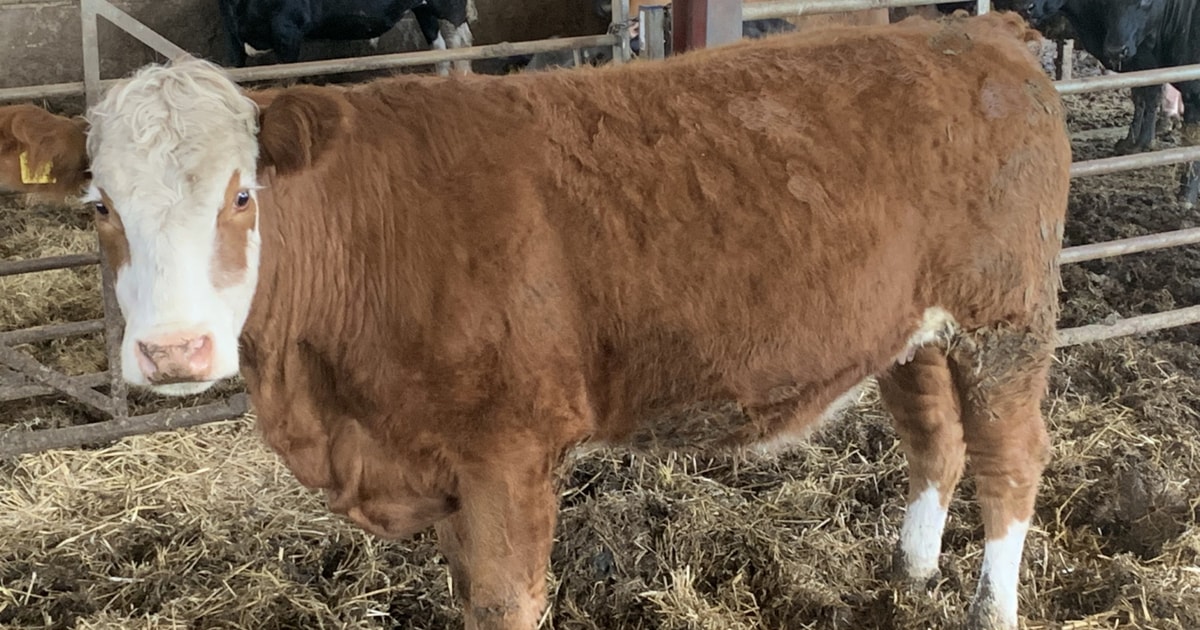 1 Simmental Cross In-Calf Breeding Cow | SellMyLivestock - The Online ...