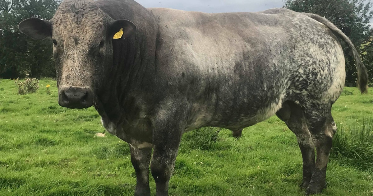 1 British Blue Breeding Bull | SellMyLivestock - The Online Livestock ...