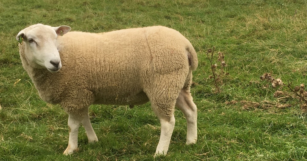 1 Pedigree Lleyn Breeding Ram | SellMyLivestock - The Online Livestock ...