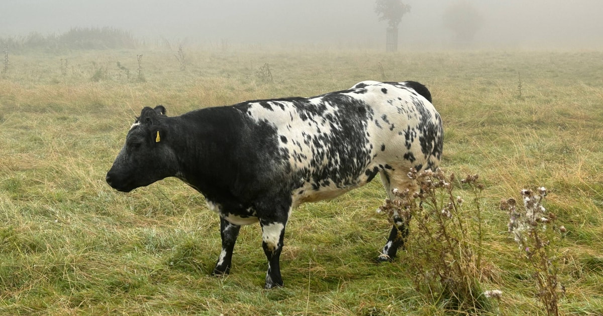 1 British Blue Breeding Heifer | SellMyLivestock - The Online Livestock ...