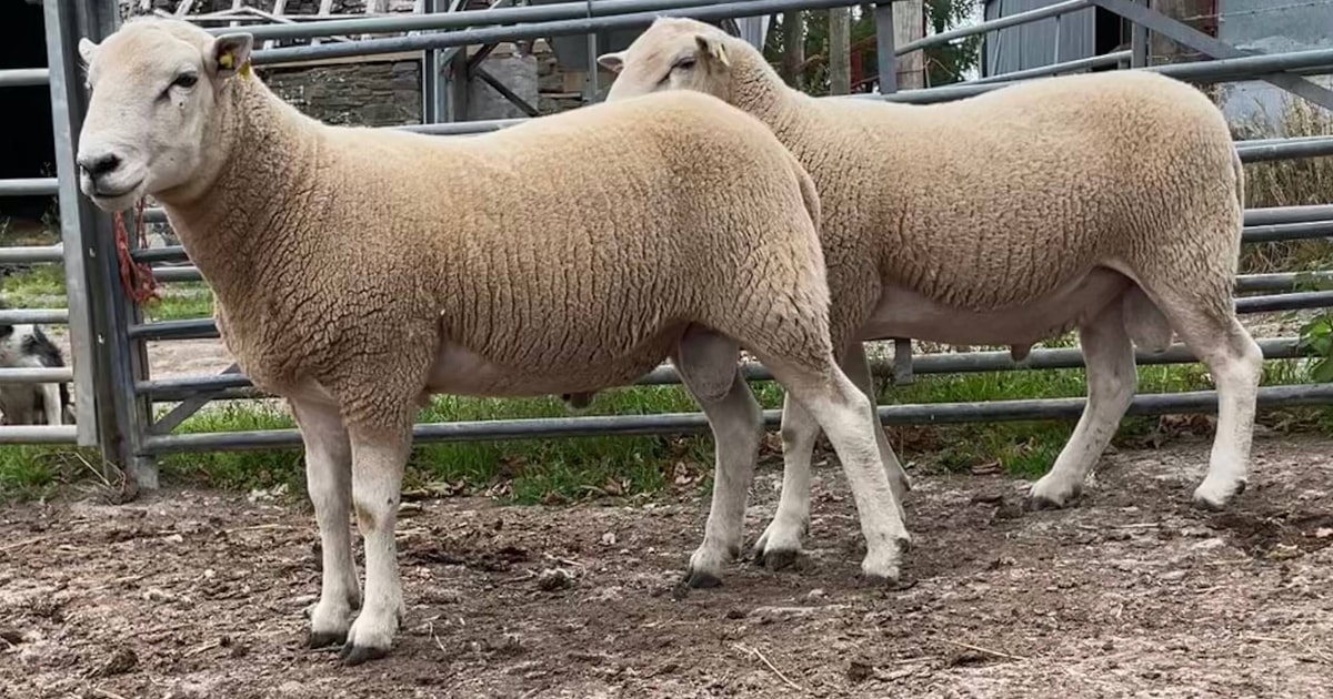 2 Lleyn Breeding Rams | SellMyLivestock - The Online Livestock Marketplace