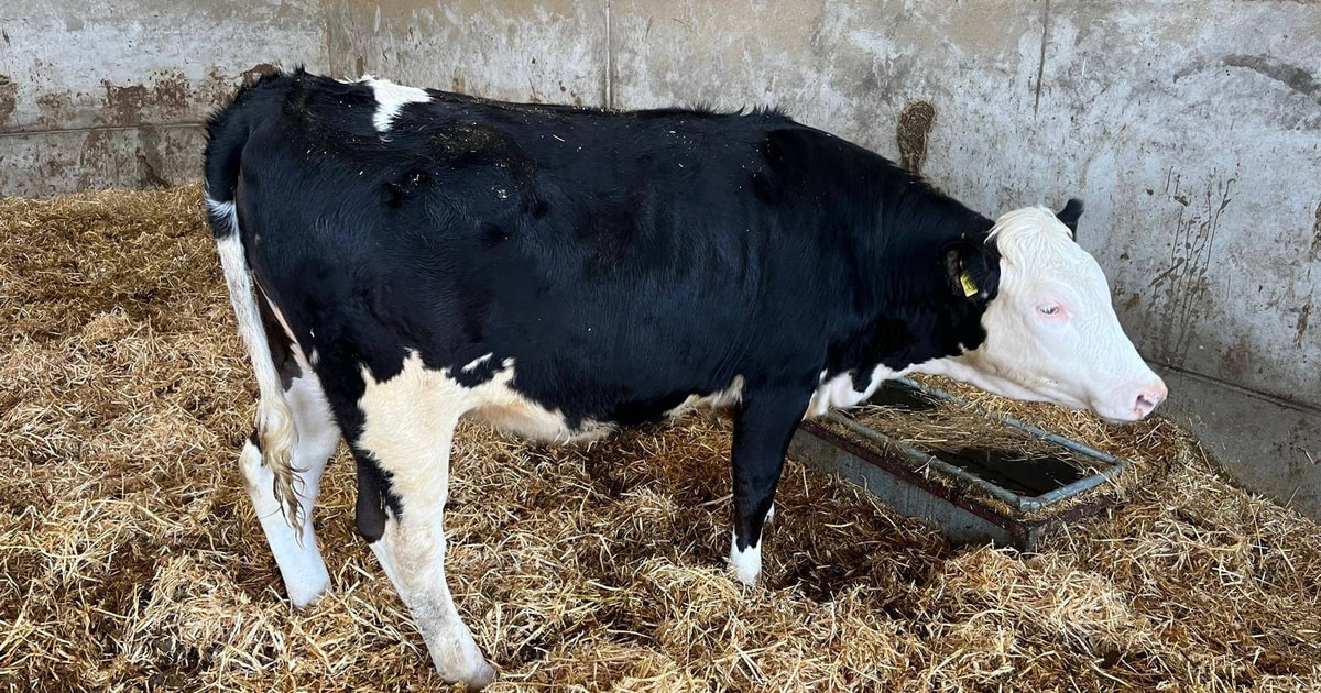 2 Hereford Cross Store, Breeding Heifers | SellMyLivestock - The Online ...