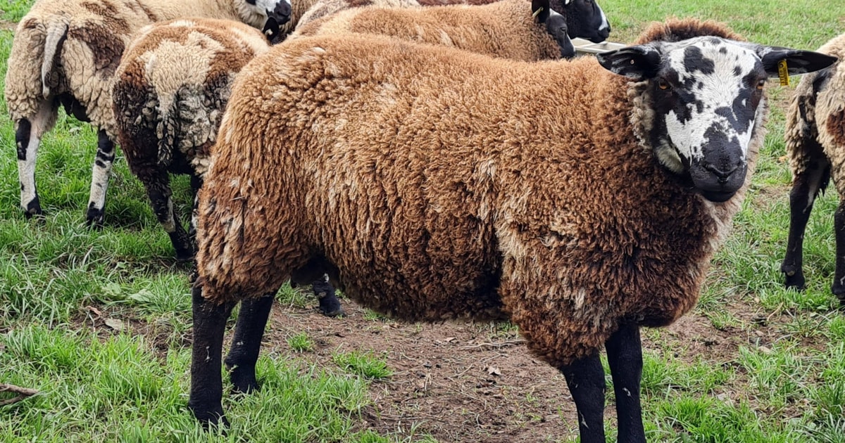 1 Dutch Spotted, Lleyn Cross Breeding Ram | SellMyLivestock - The ...