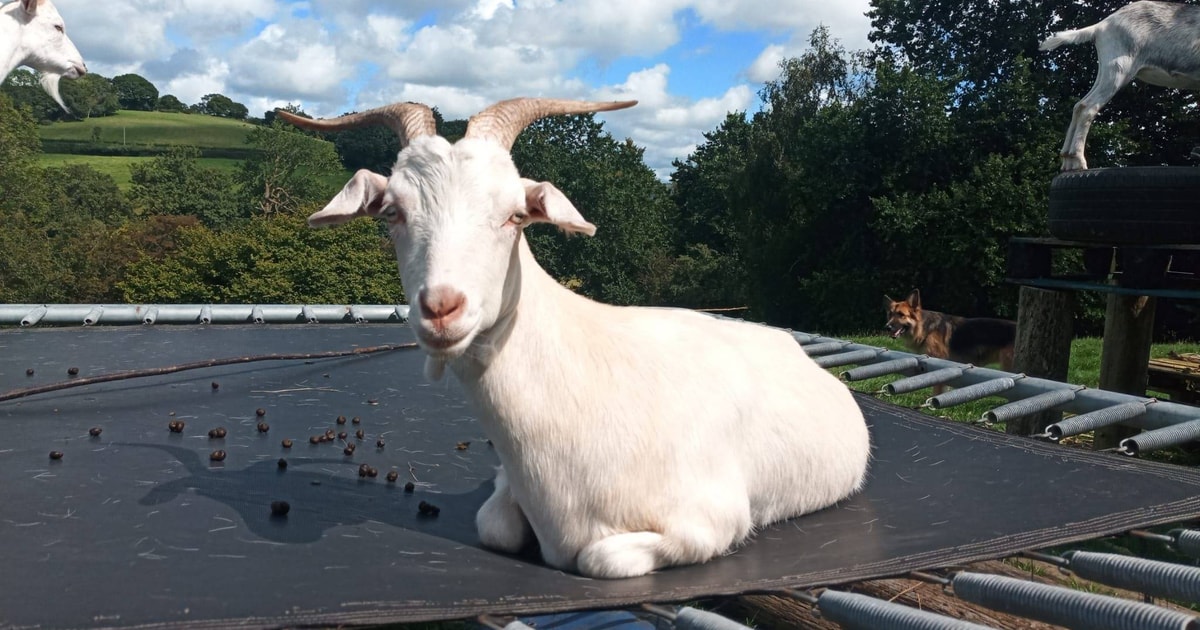 3 Saanen, Boer, British Alpine Cross Does | SellMyLivestock - The ...