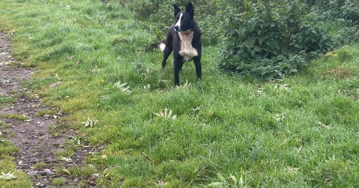 1 Border Collie (Male) | SellMyLivestock - The Online Livestock Marketplace