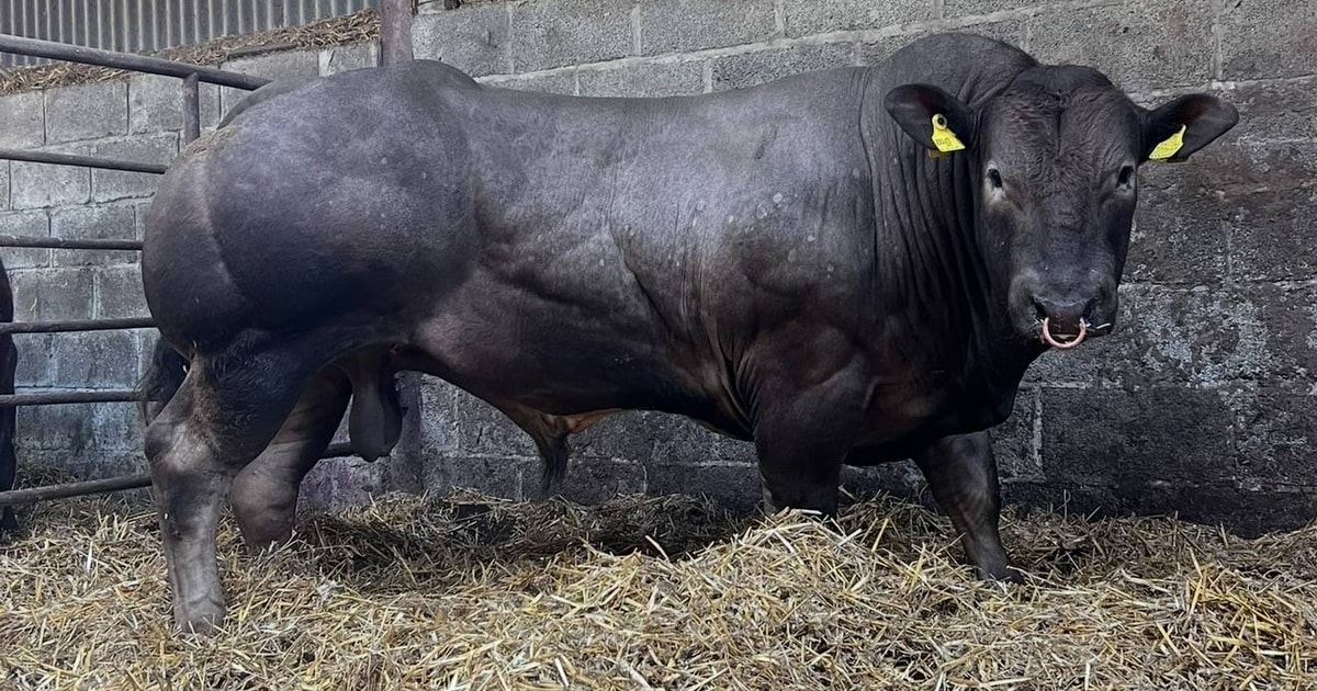 1 British Blue Cross Breeding Bull | SellMyLivestock - The Online ...