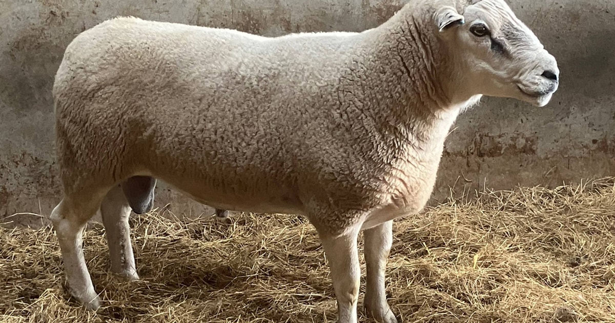 1 Pedigree Lleyn Breeding Ram | SellMyLivestock - The Online Livestock ...