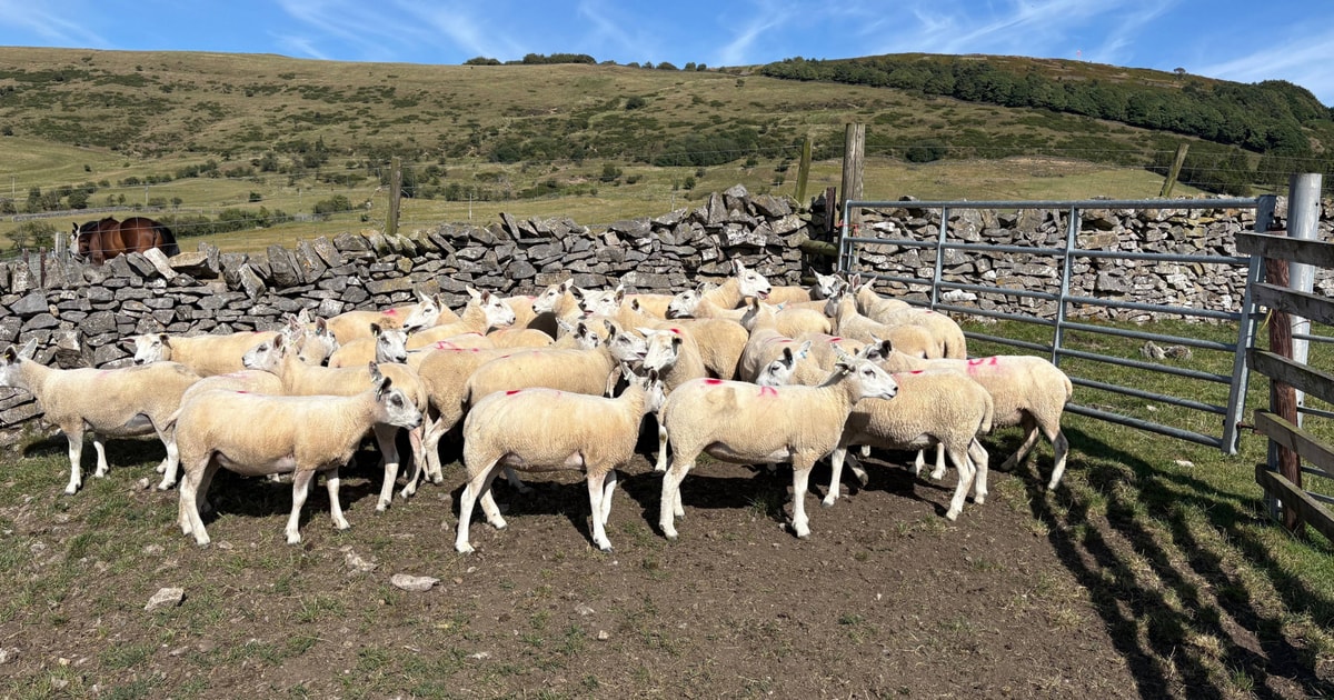 50 Texel Cross Breeding Gimmers | SellMyLivestock - The Online ...