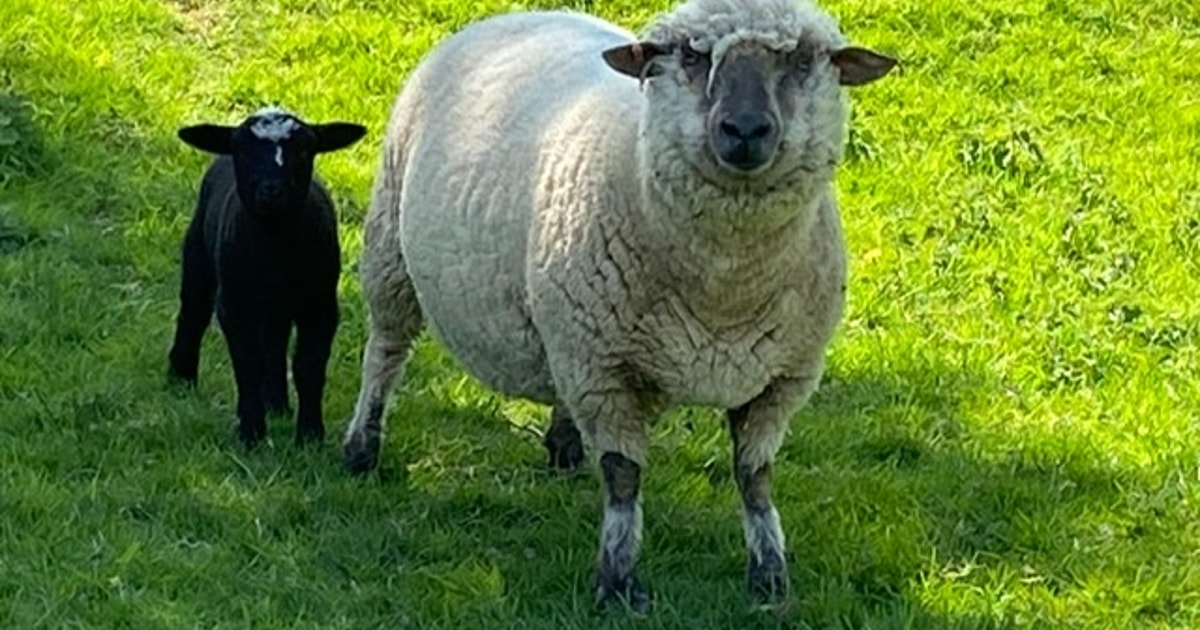 70 Southdown Breeding, Store Ewes, Lambs, Rams, Gimmers with Lambs at ...