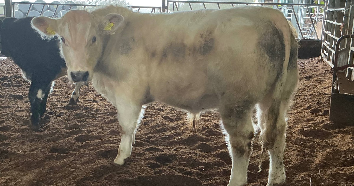 2 British Blue Cross Breeding Young Bulls | SellMyLivestock - The ...