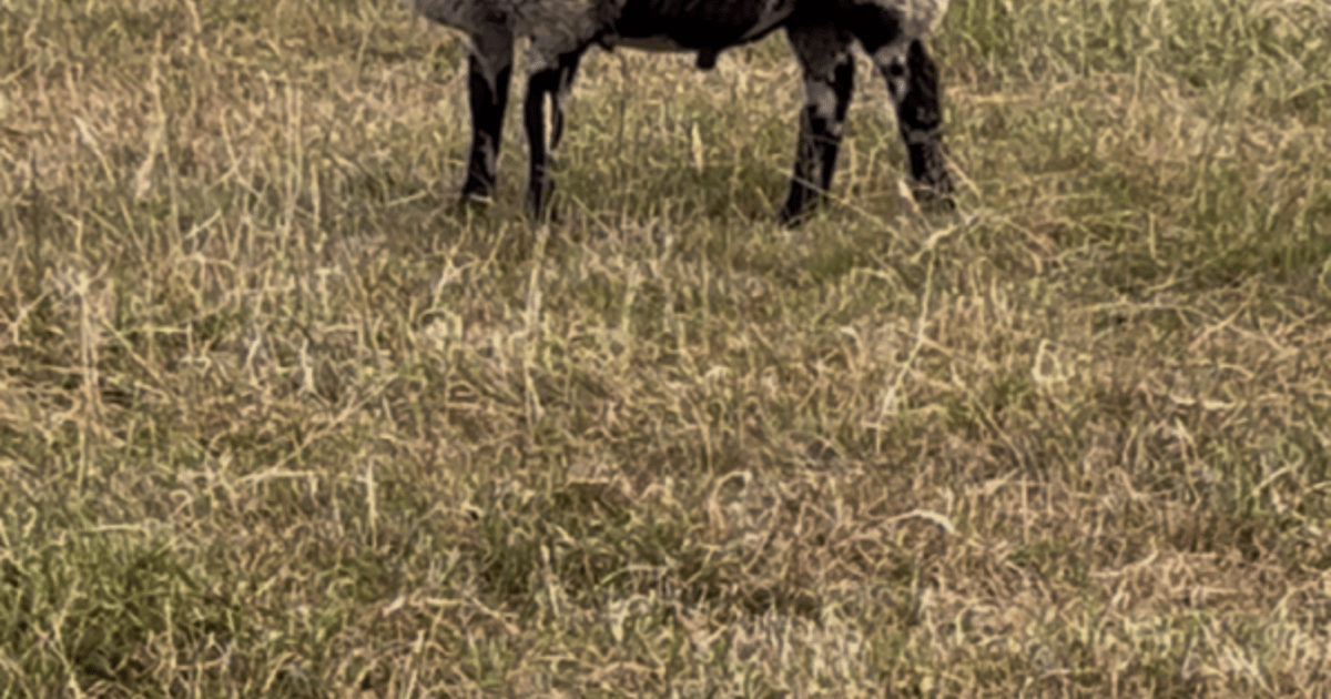 2 Pedigree Dutch Spotted Breeding Rams, Lambs | SellMyLivestock - The ...