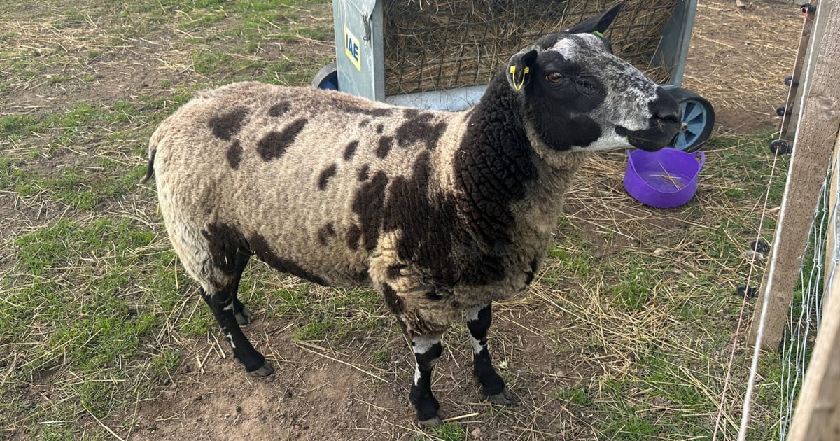 1 Pedigree Dutch Spotted Breeding Ram | SellMyLivestock - The Online ...