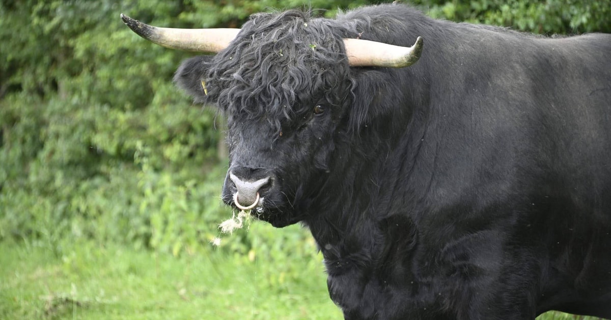 1 Pedigree Highland Breeding Bull | SellMyLivestock - The Online ...