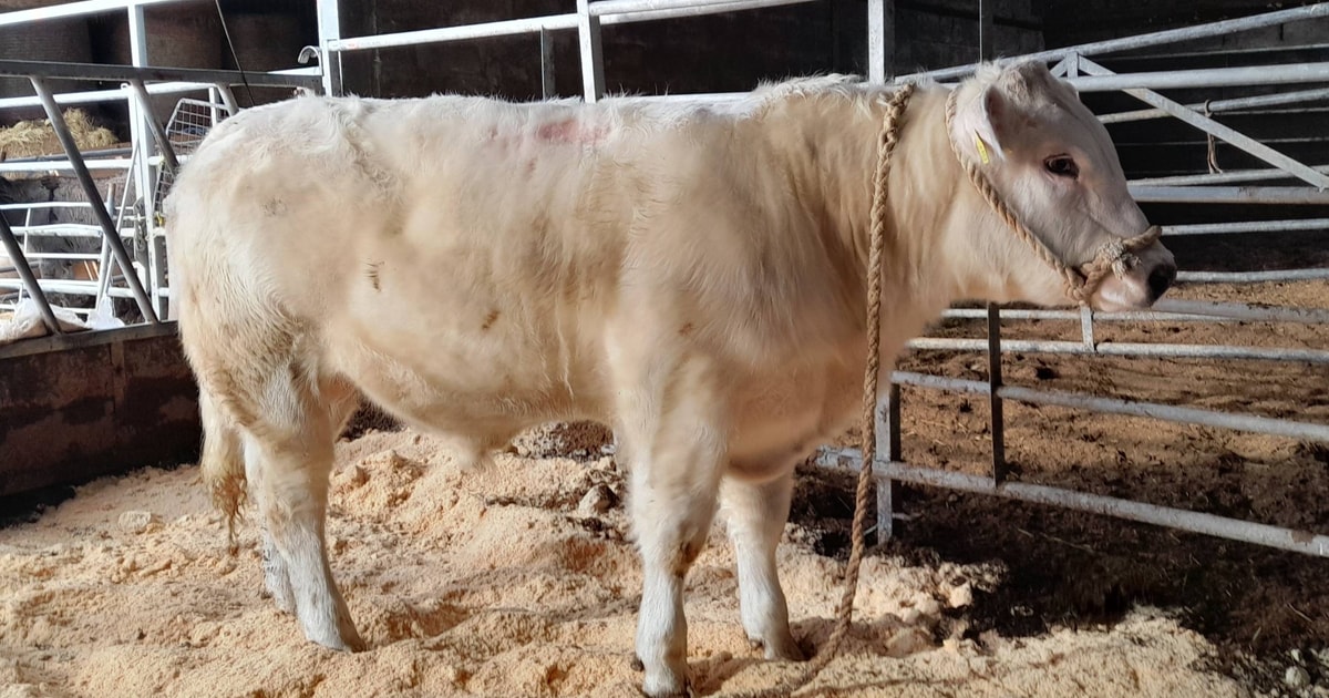 1 British Blue Cross Breeding Bull | SellMyLivestock - The Online ...
