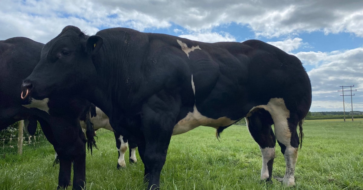 1 Pedigree British Blue Breeding Bull | SellMyLivestock - The Online ...
