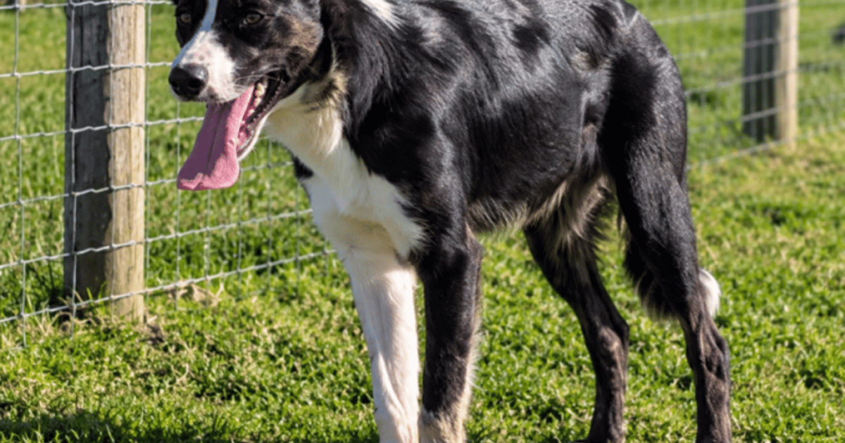 1 Registered Border Collie (Male) | SellMyLivestock - The Online ...