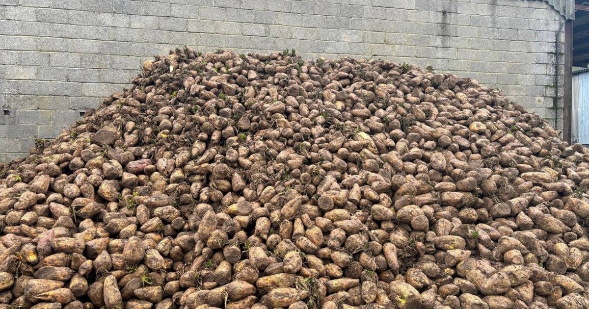 500t Fodder | SellMyLivestock - The Online Livestock Marketplace