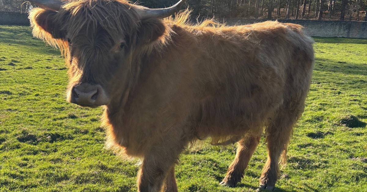 1 Highland Cross Breeding, Store Heifer | SellMyLivestock - The Online ...