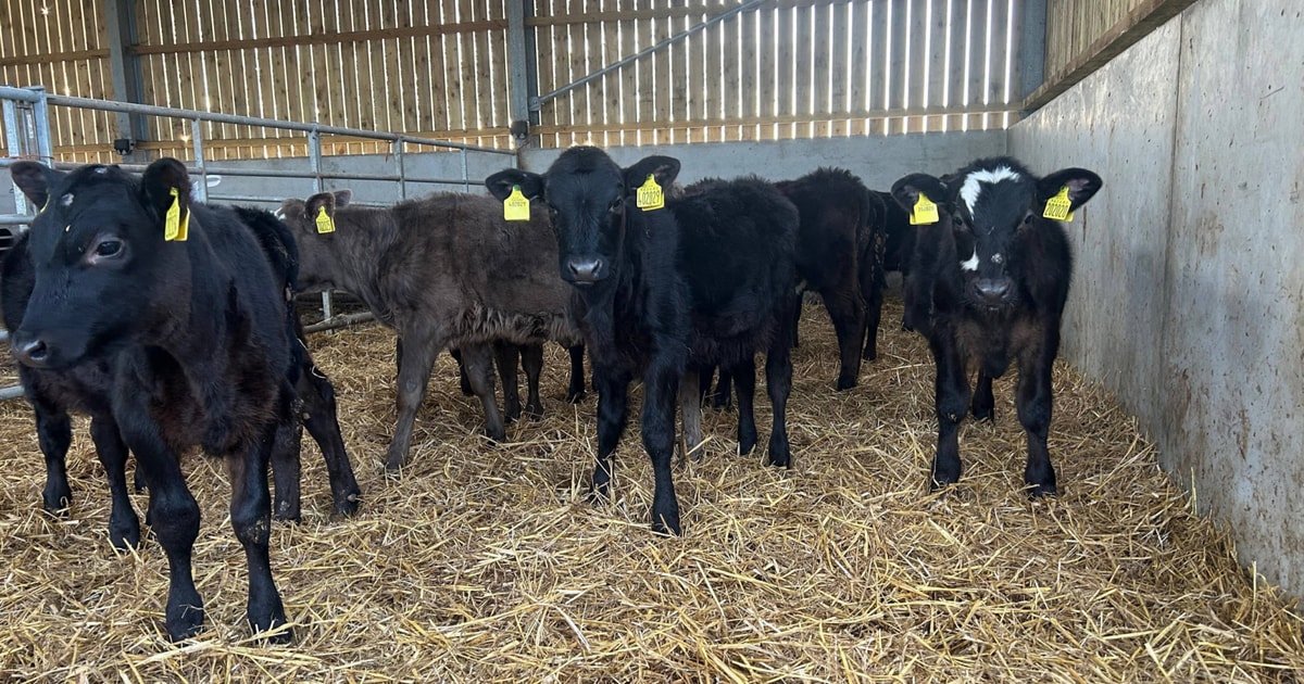 11 Aberdeen Angus Calves | SellMyLivestock - The Online Livestock ...