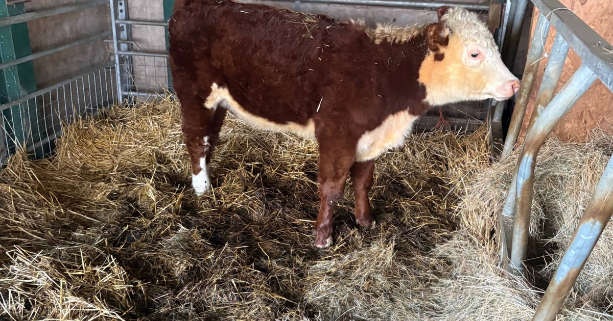 1 Hereford Breeding, Store Heifer | SellMyLivestock - The Online ...